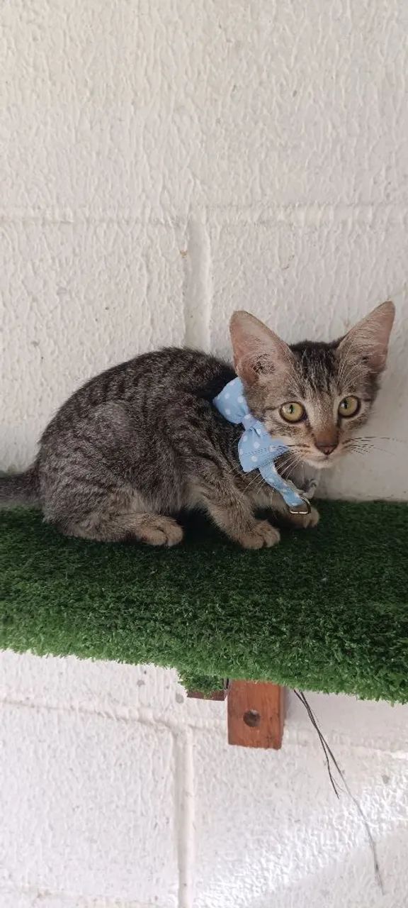 Gato P/Adoção -CASTRAÇÃO GRATÍS  - Foto 2