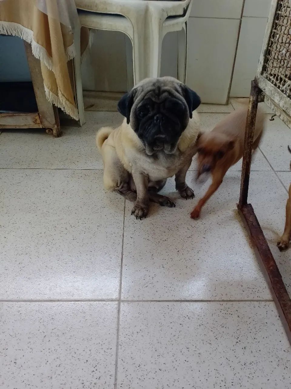 Pug fêmea  - Foto 4