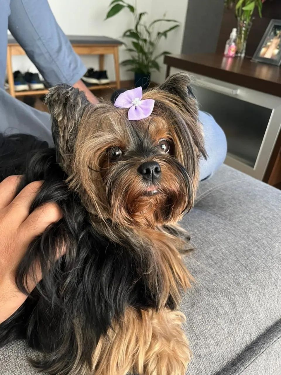 Yorkshire Terrier Filhotes mini micro com procedência  - Foto 3