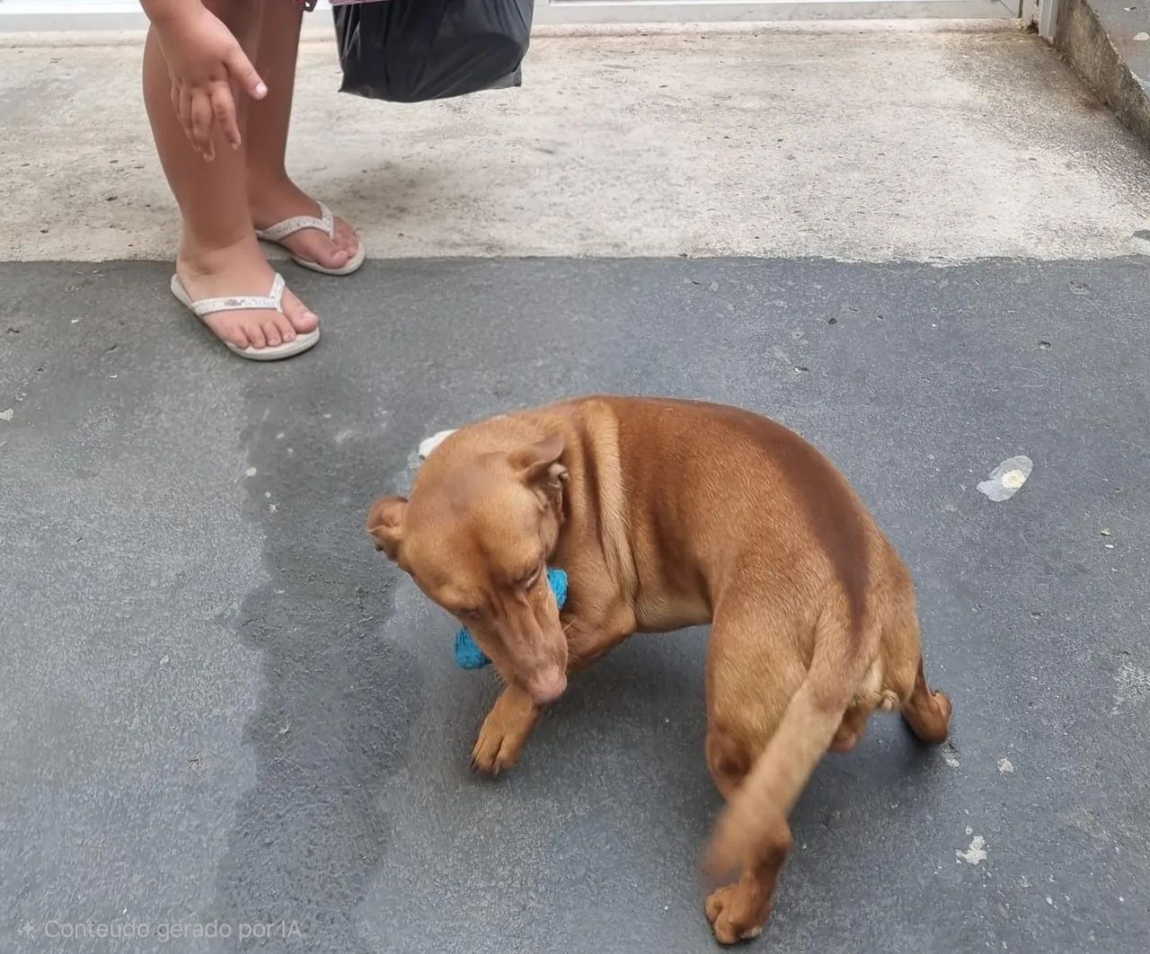 Doação do Bart (cachorro)