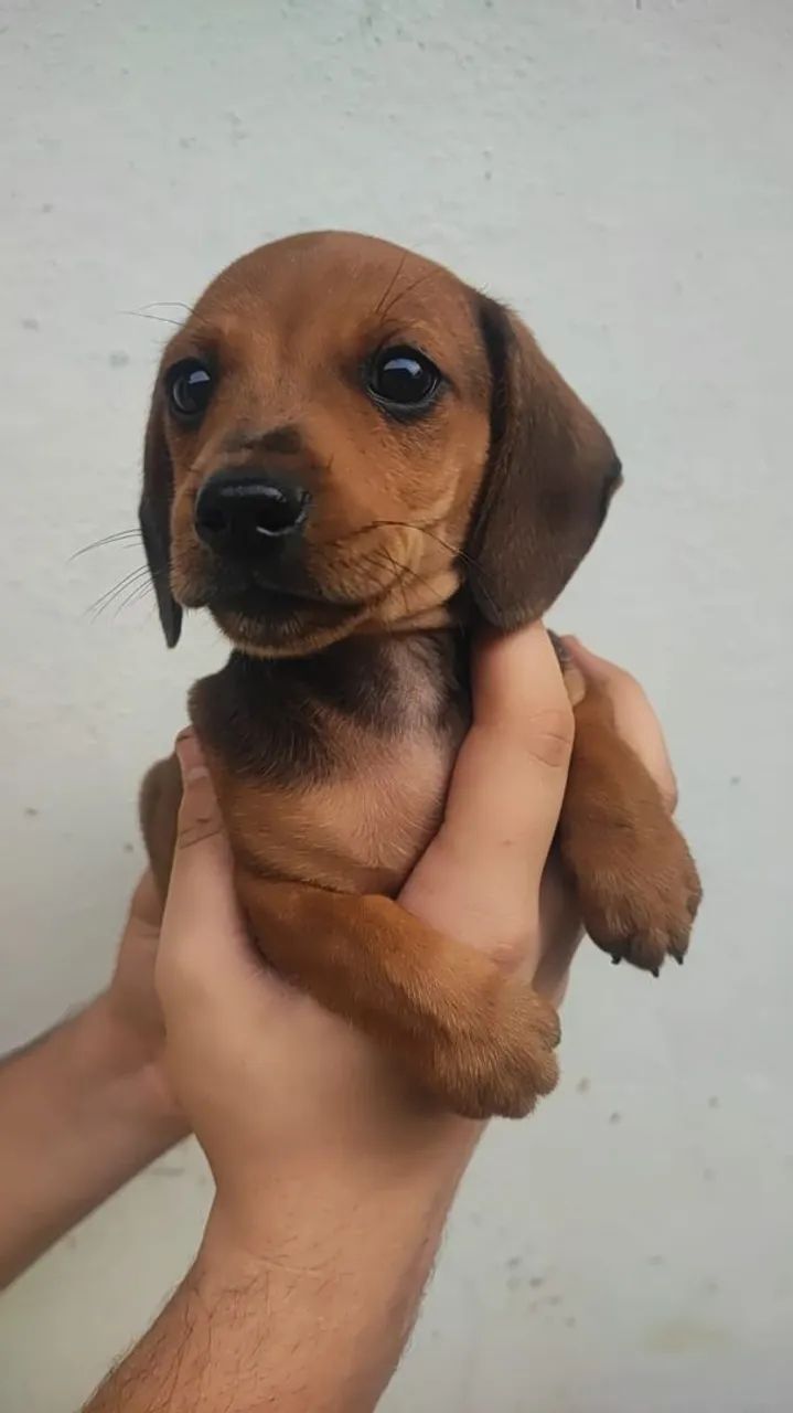 Dachshund miniatura - Foto 3