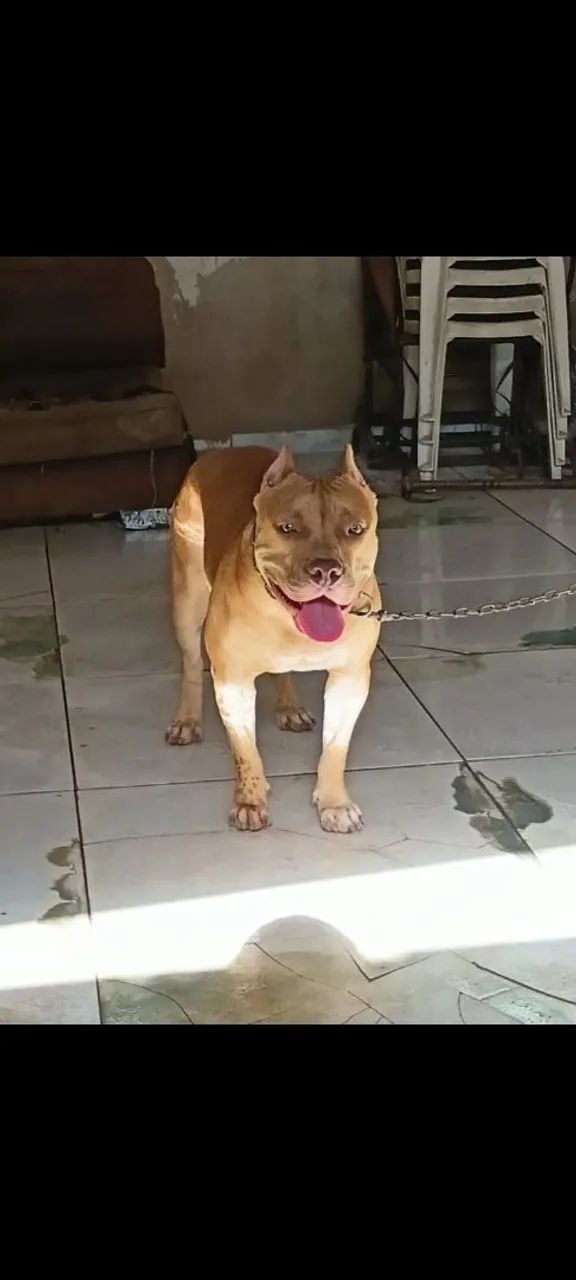 AMERICAN BULLY DISPONÍVEL 