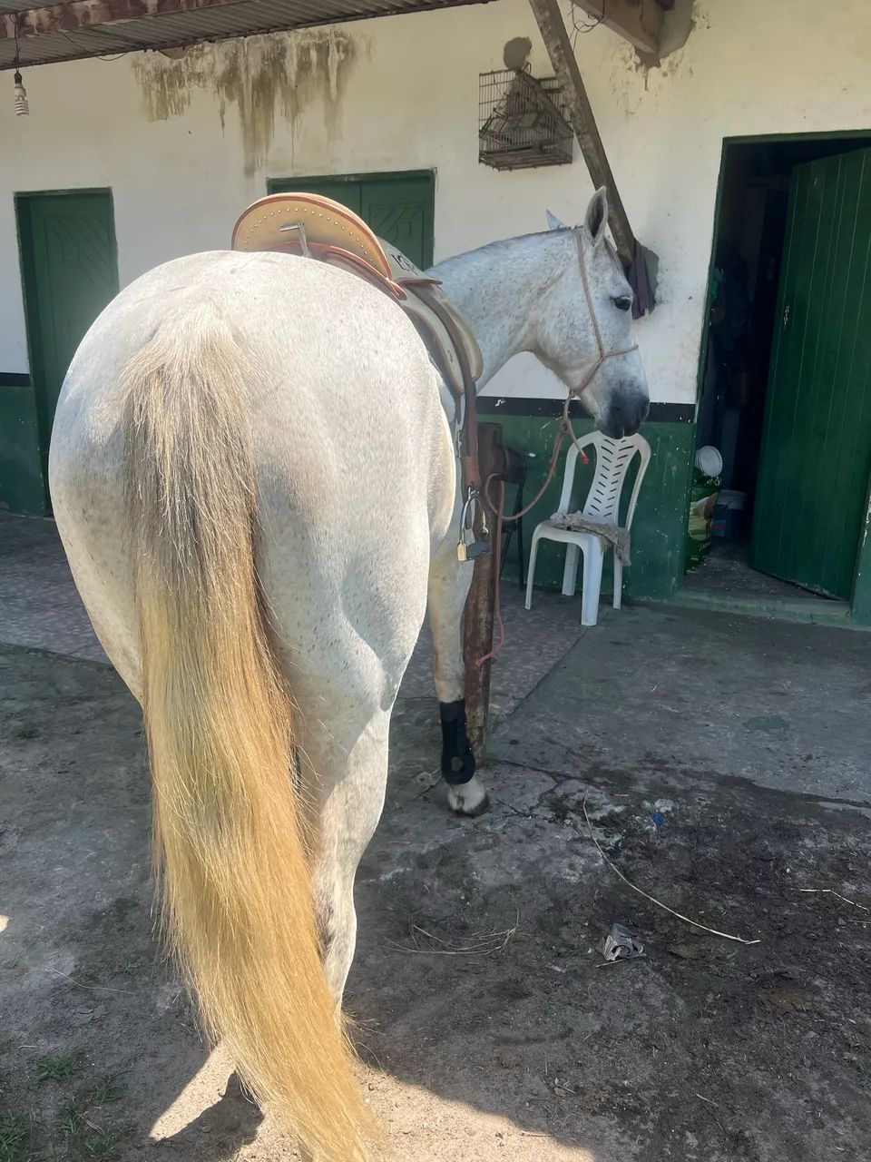 Animais para agropecuária  - Foto 4