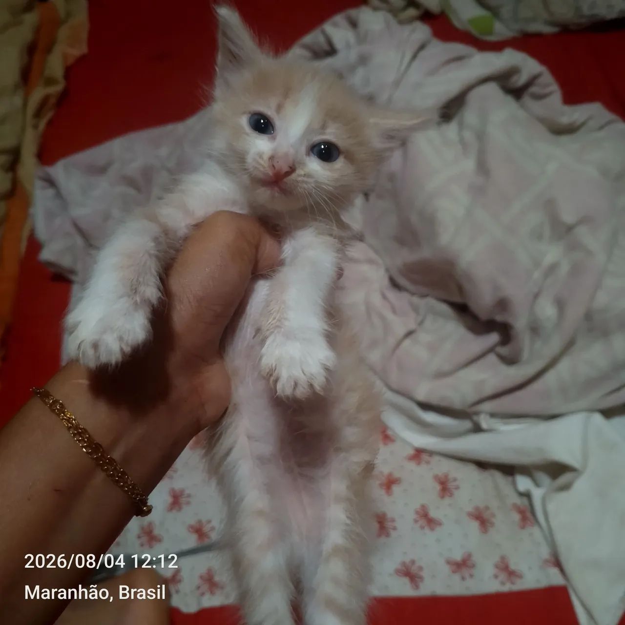 Gata - Foto 5