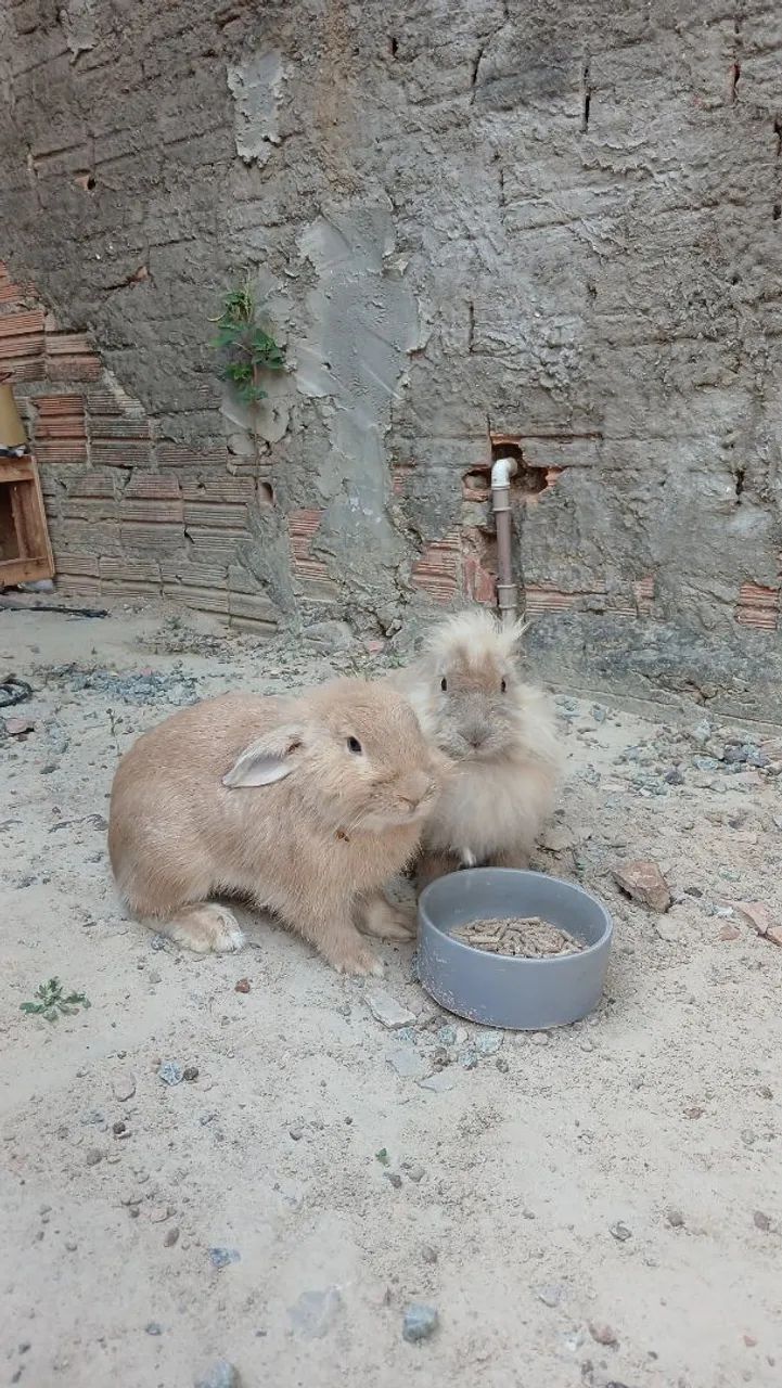 Coelhos  - Foto 2