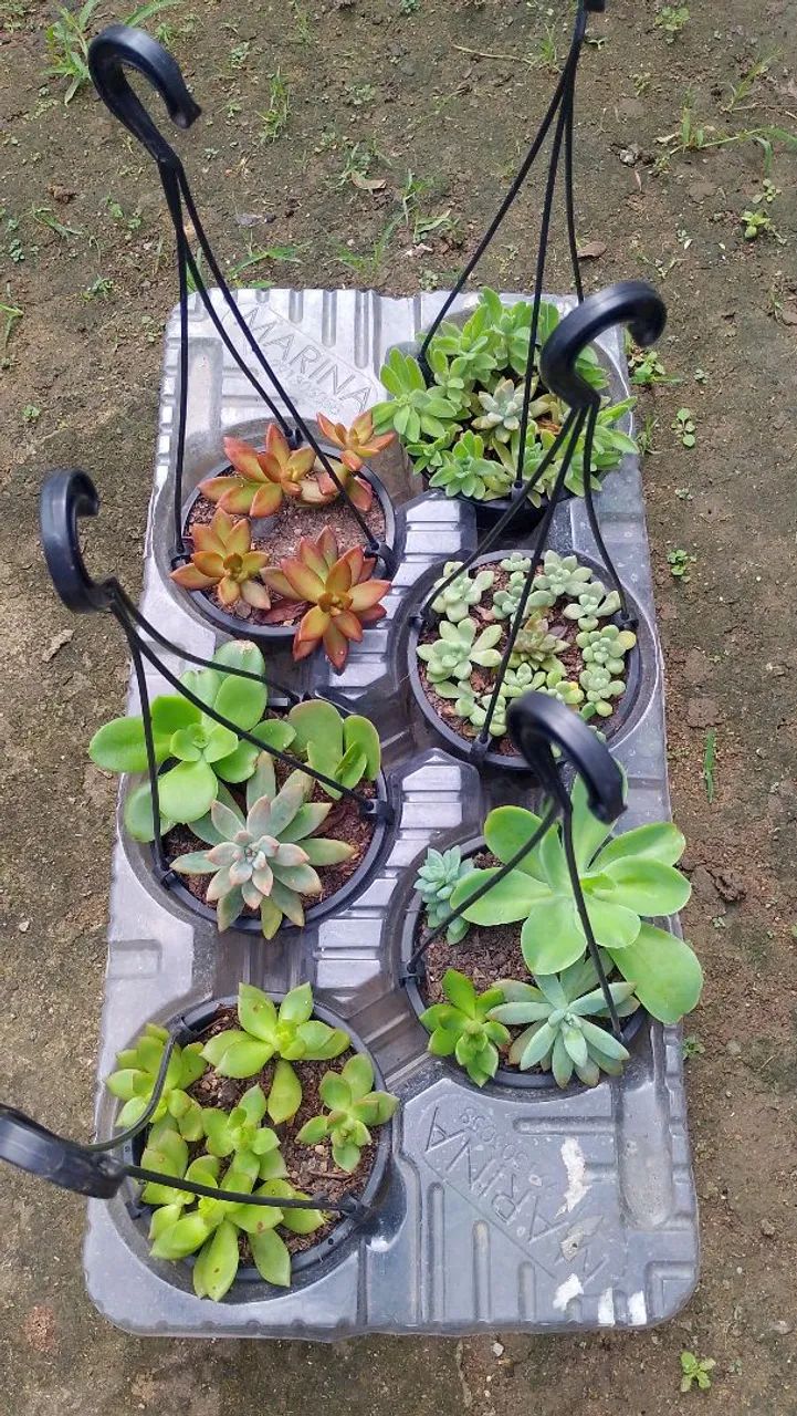 suculentas  - Foto 5