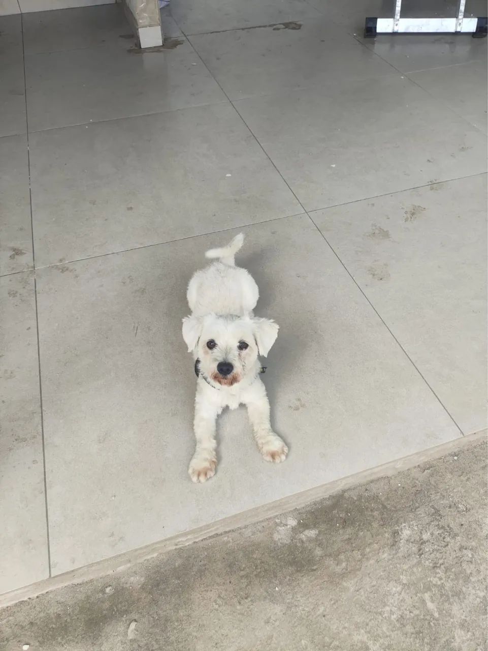 Doa-se cachorrinho raça Malltes  - Foto 5