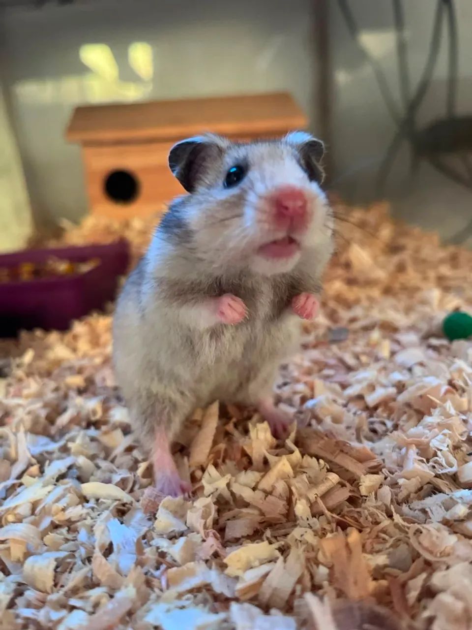 Hamster dócil 