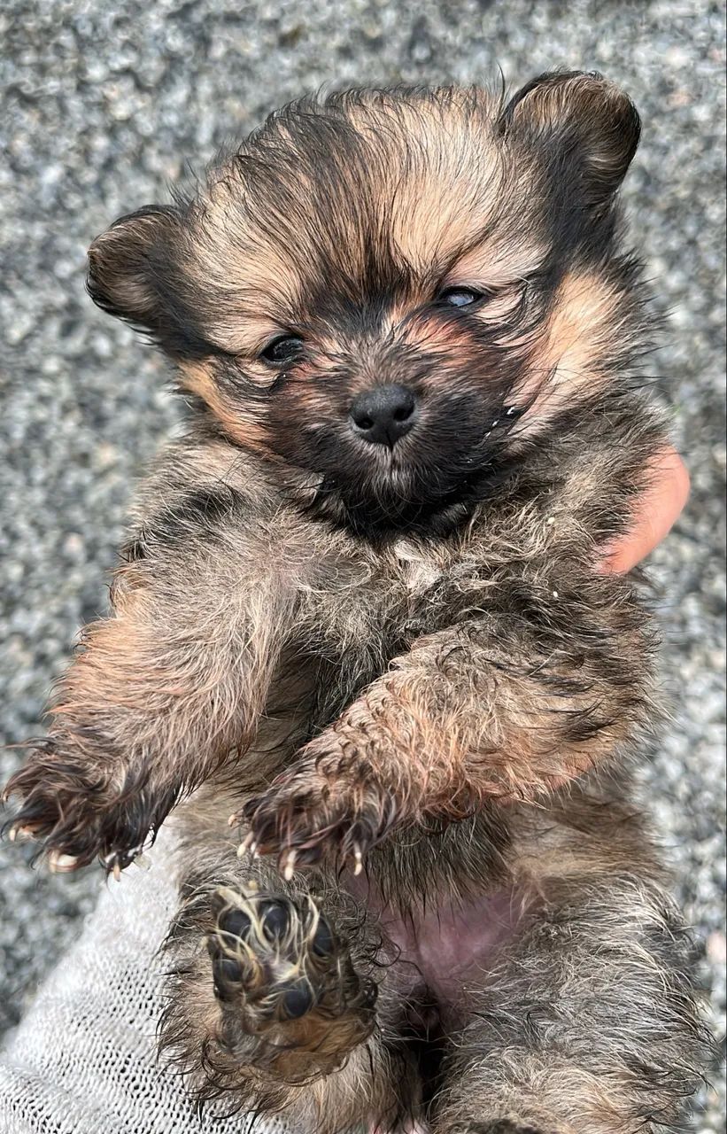 Cachorro - Foto 3