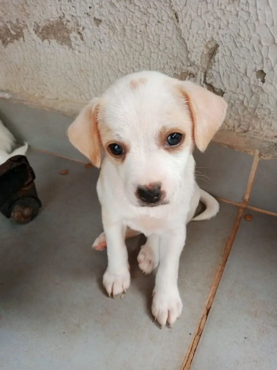 Cachorro  - Foto 3