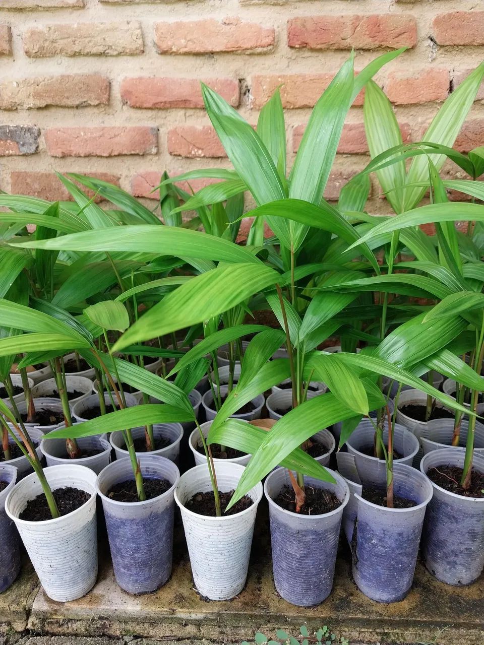 MUDAS DE AÇAÍ 
