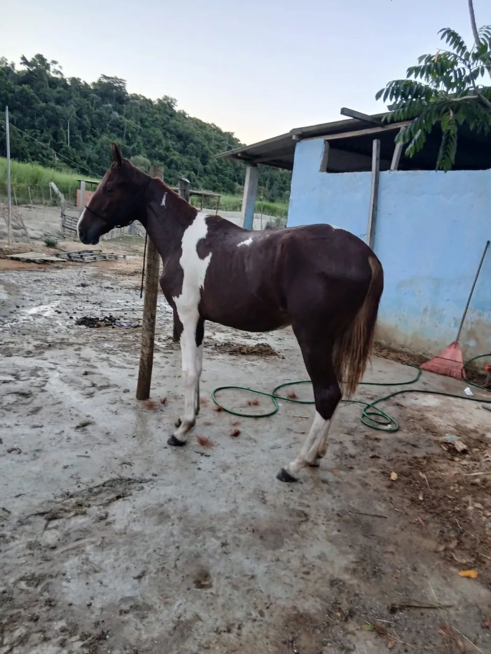 Potro Manga larga Filho de um cavalo máquina de picada .Registado - Foto 2