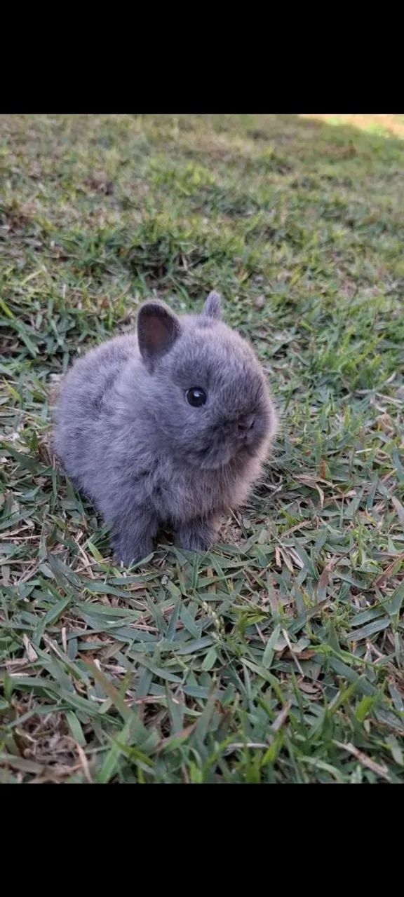 Mini coelhos  - Foto 2