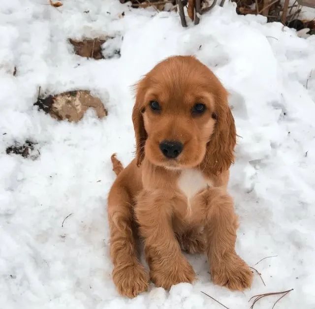 Cocker spaniel inteligente e brincalhao 