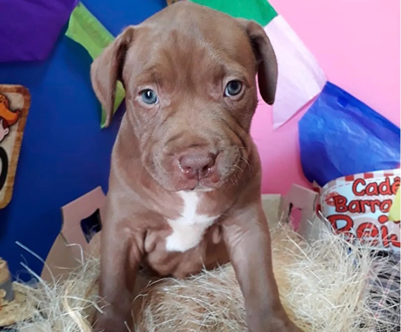 FILHOTES PITBULL - Foto 3