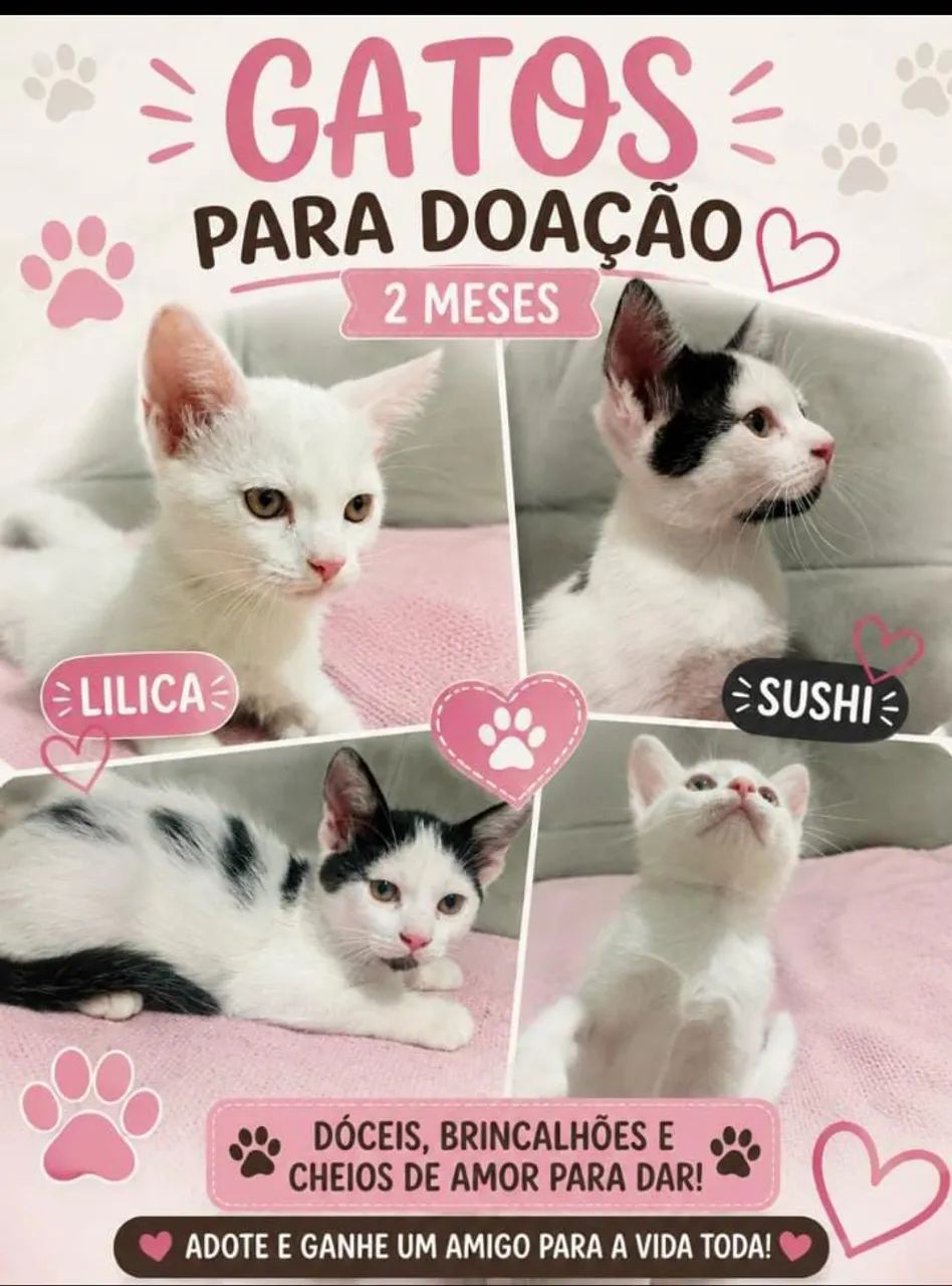 Adoção responsável!!! 