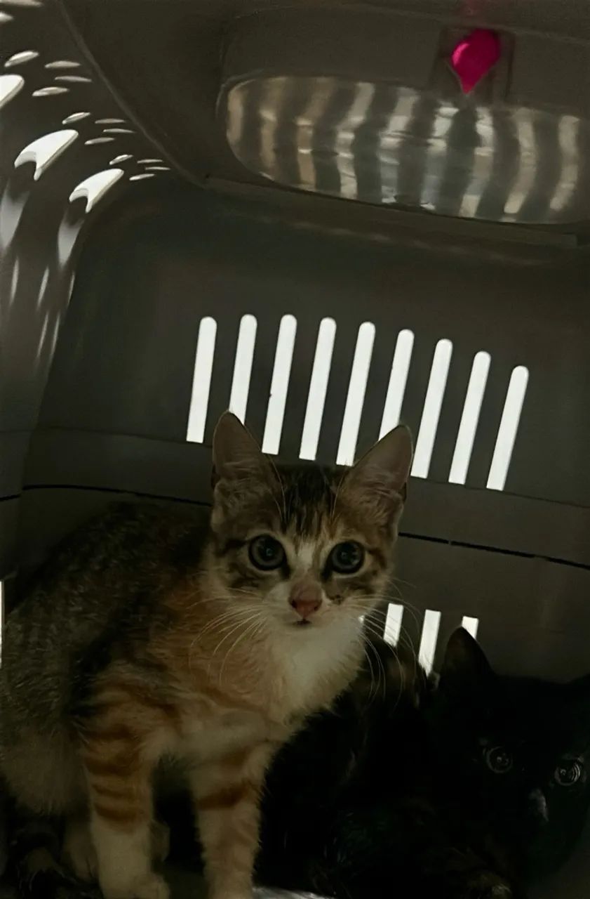 Gatinhas para adoção  - Foto 5