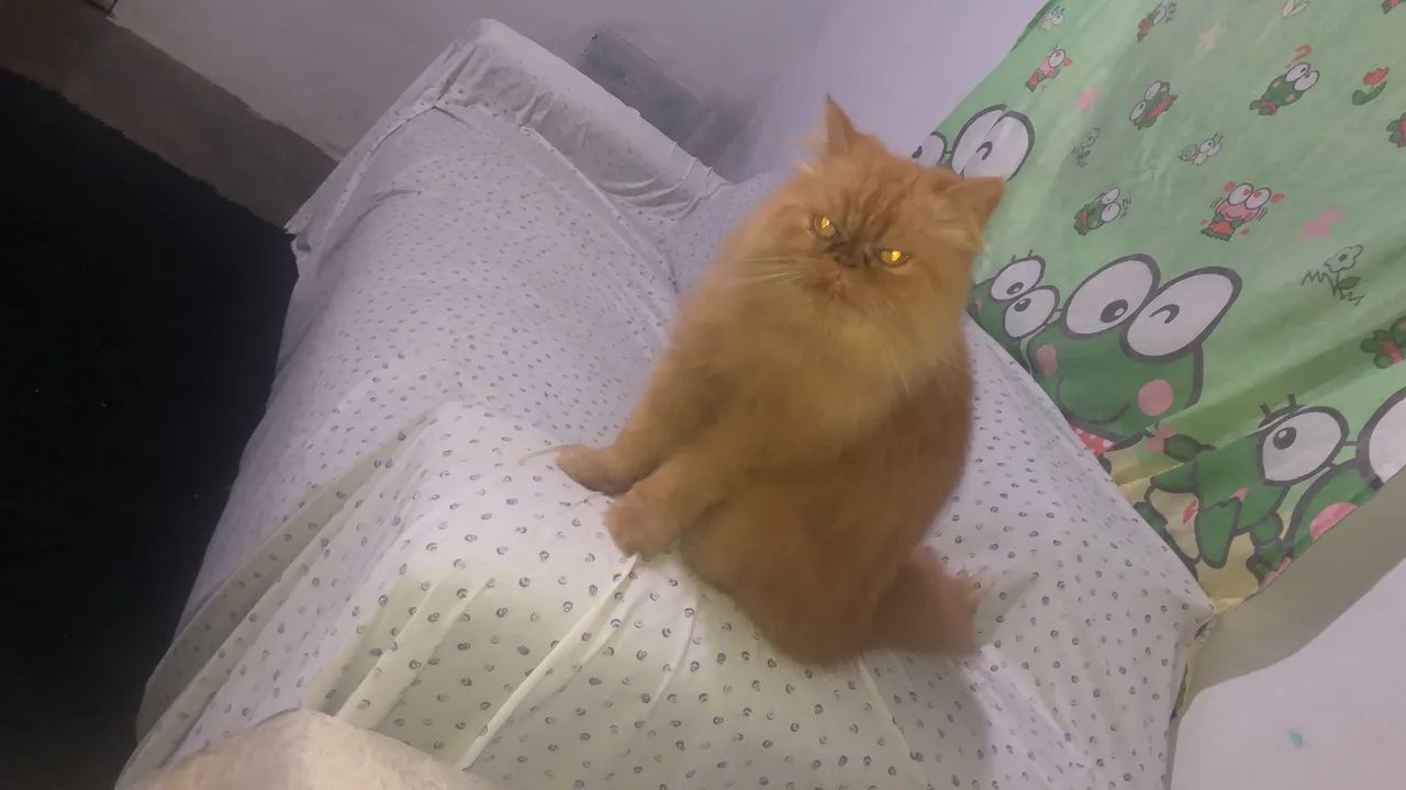 Vendo uma gata peça  - Foto 4
