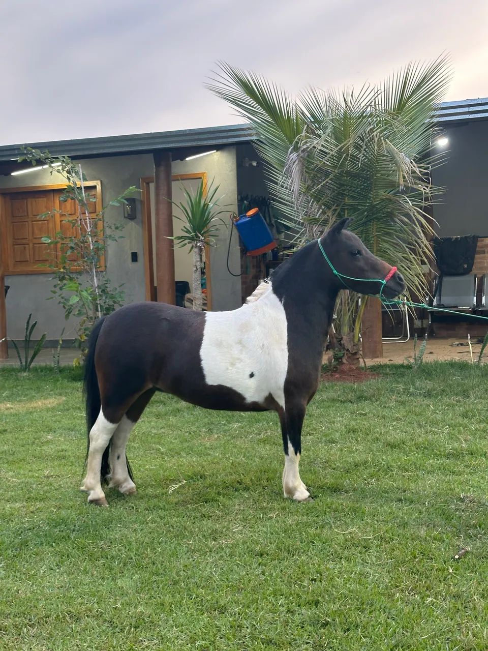 Cavalos pôneis. 