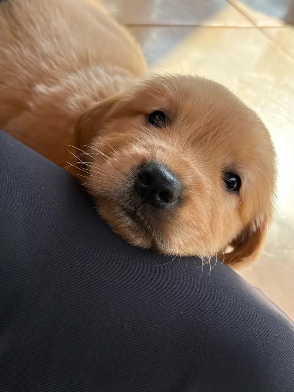 Golden retriever  - Foto 4