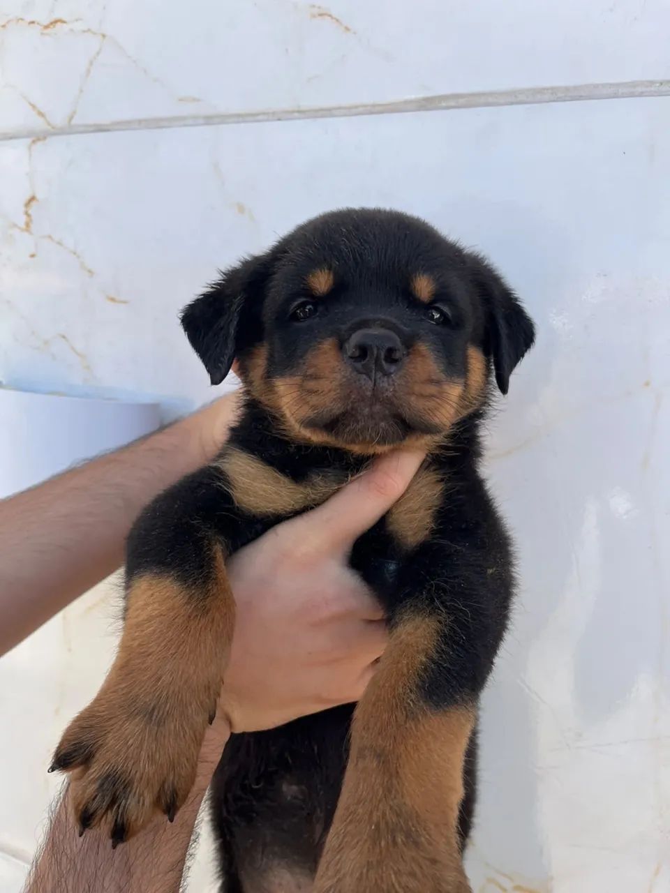Filhote de Rotweiller - Foto 5