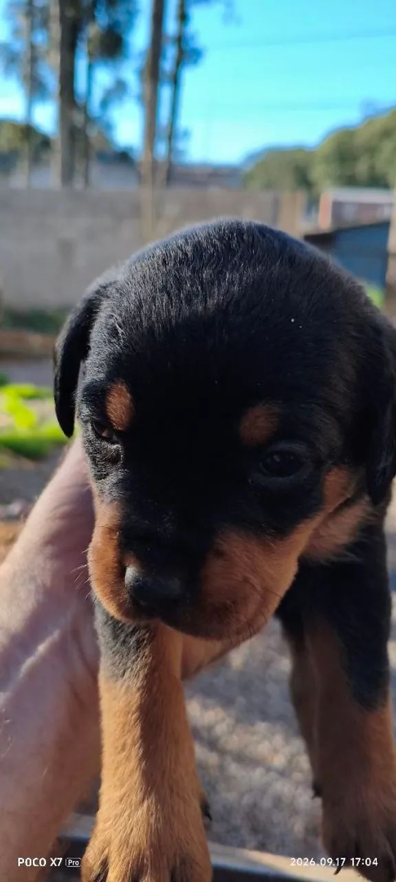 Cachorros - Foto 2