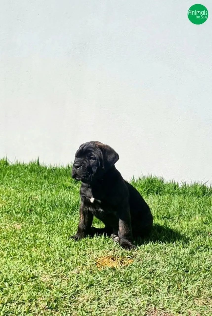 Cane corso 