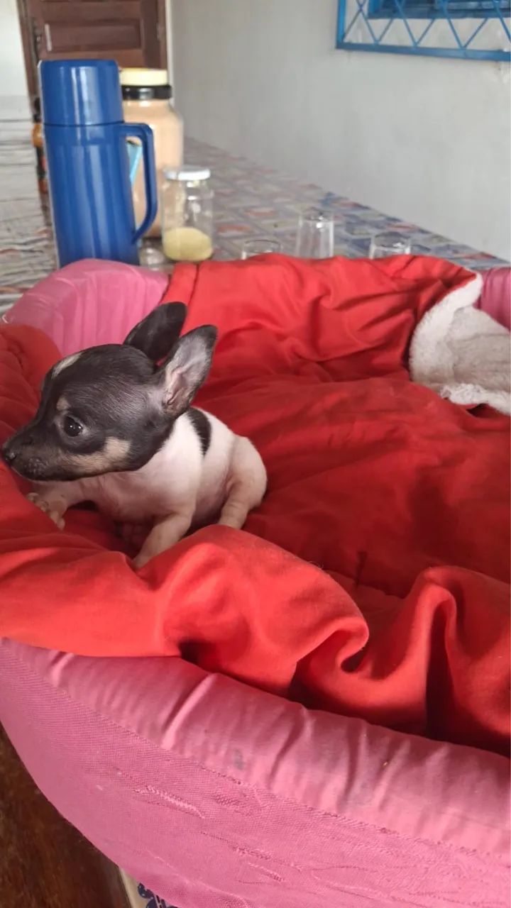 Cachorro pinscher 