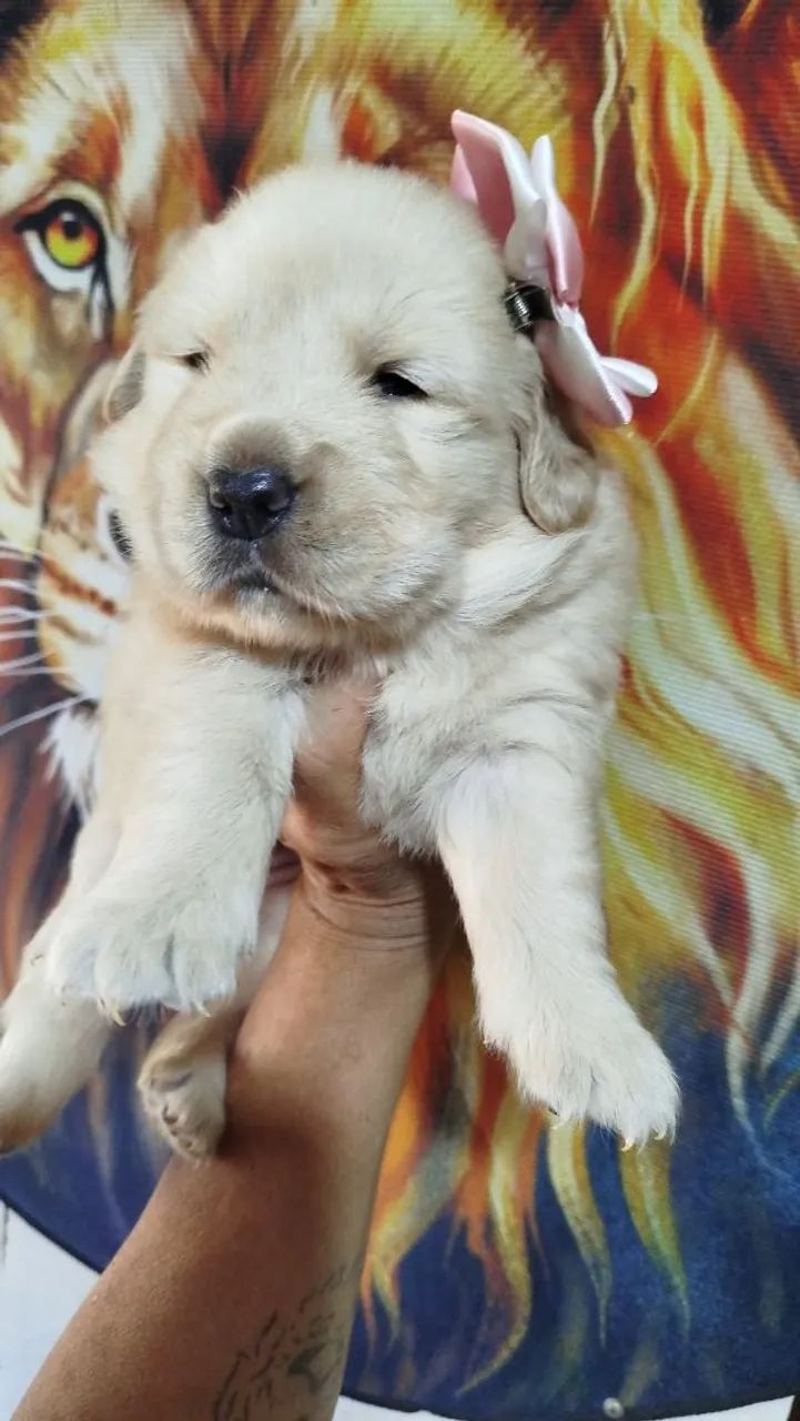 Golden Retriever  - Foto 4