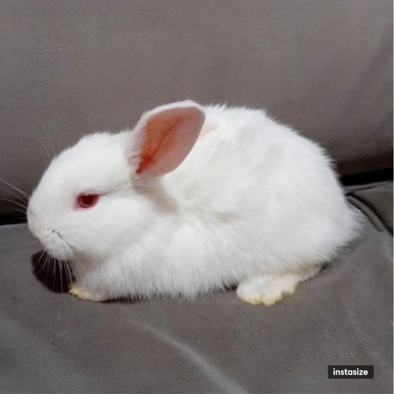 Coelhos - Foto 2