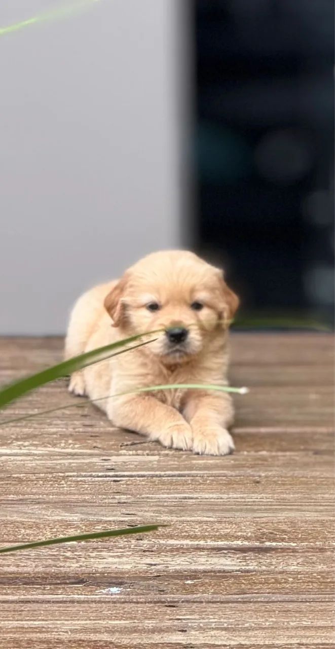 Golden Retriever/ Último macho da ninhada 