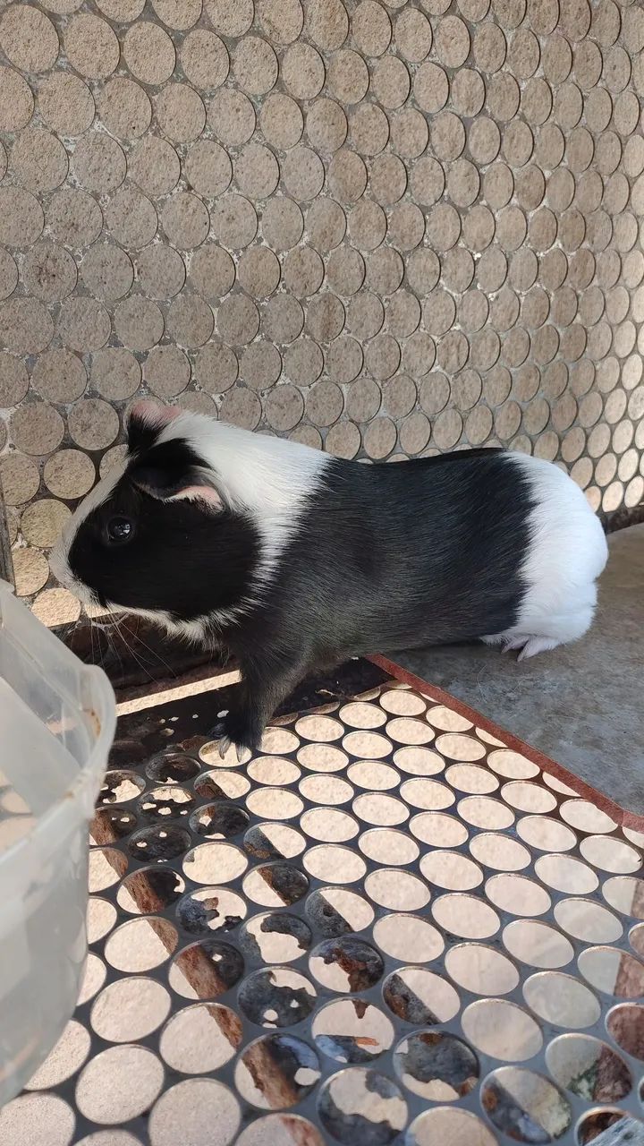 Porquinhas da india  - Foto 2