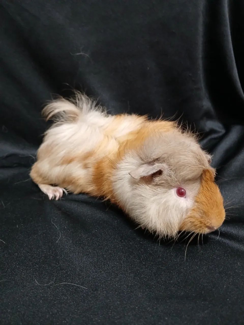 Porquinho da Índia  - Foto 5