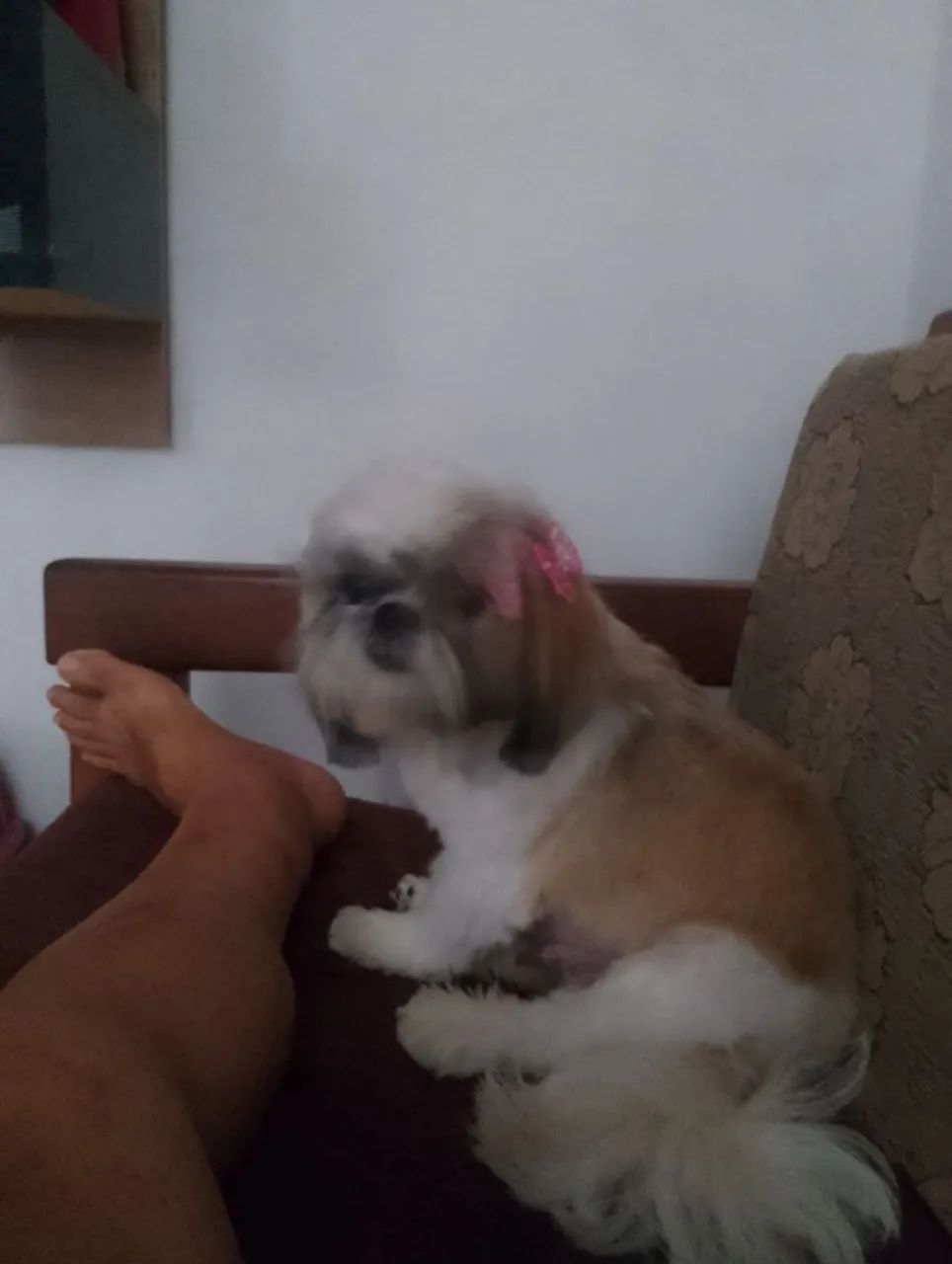 Filhote de Shitzu  - Foto 2