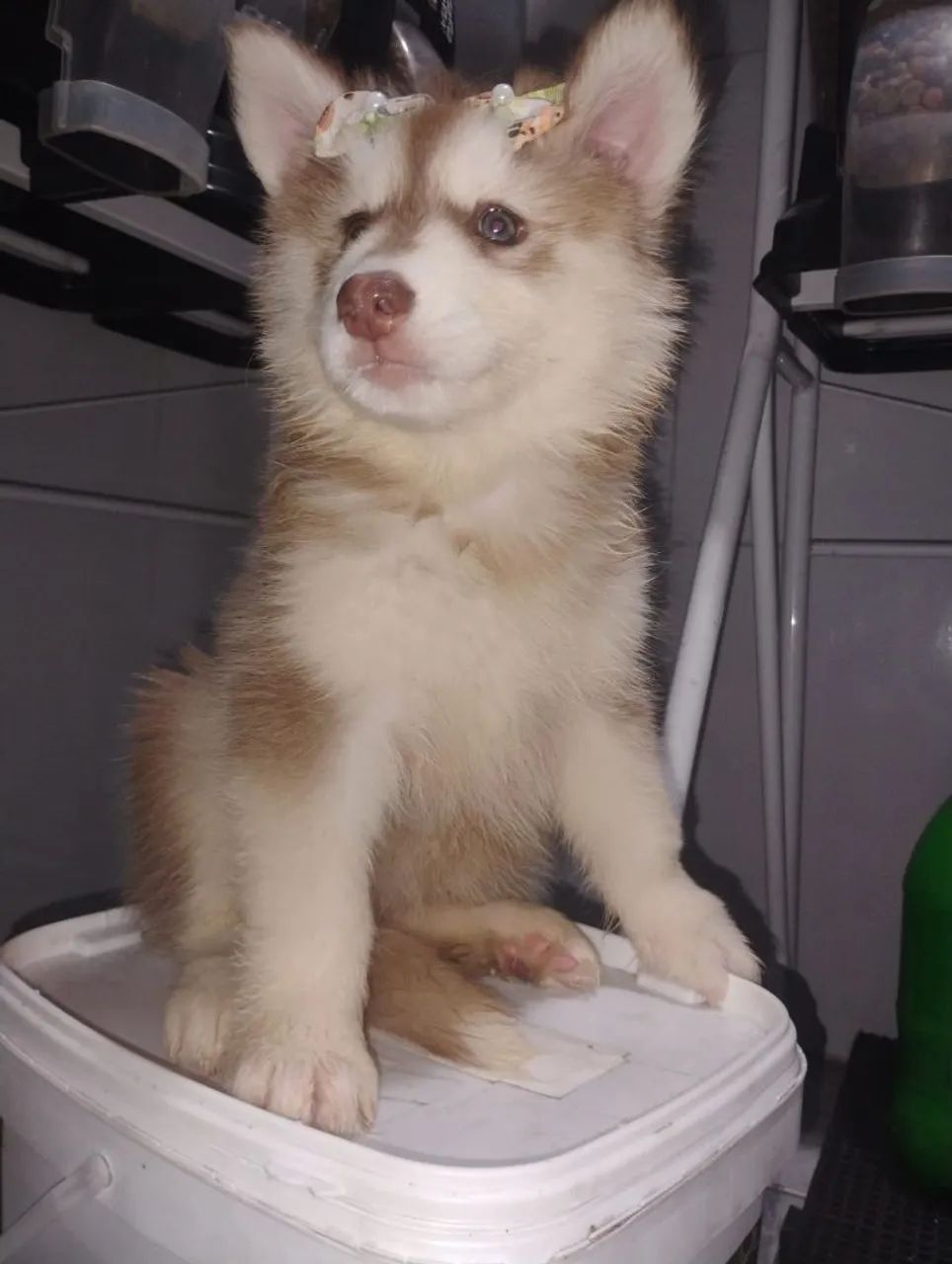 Husky Sibériano  - Foto 2