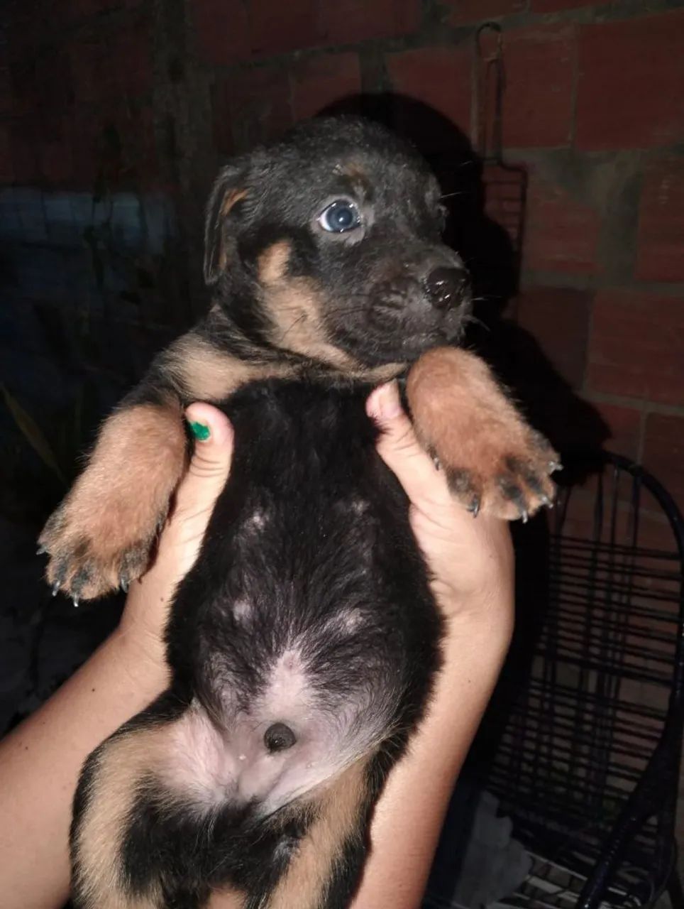 Rottweiler  - Foto 5