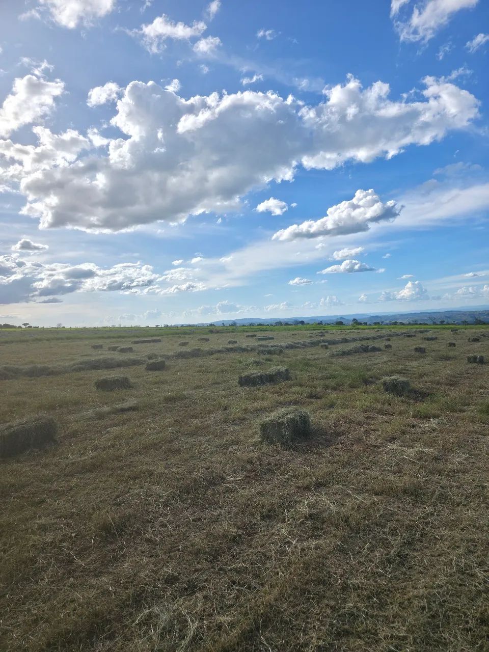 Fardo de feno - tiftom 85 - Foto 5