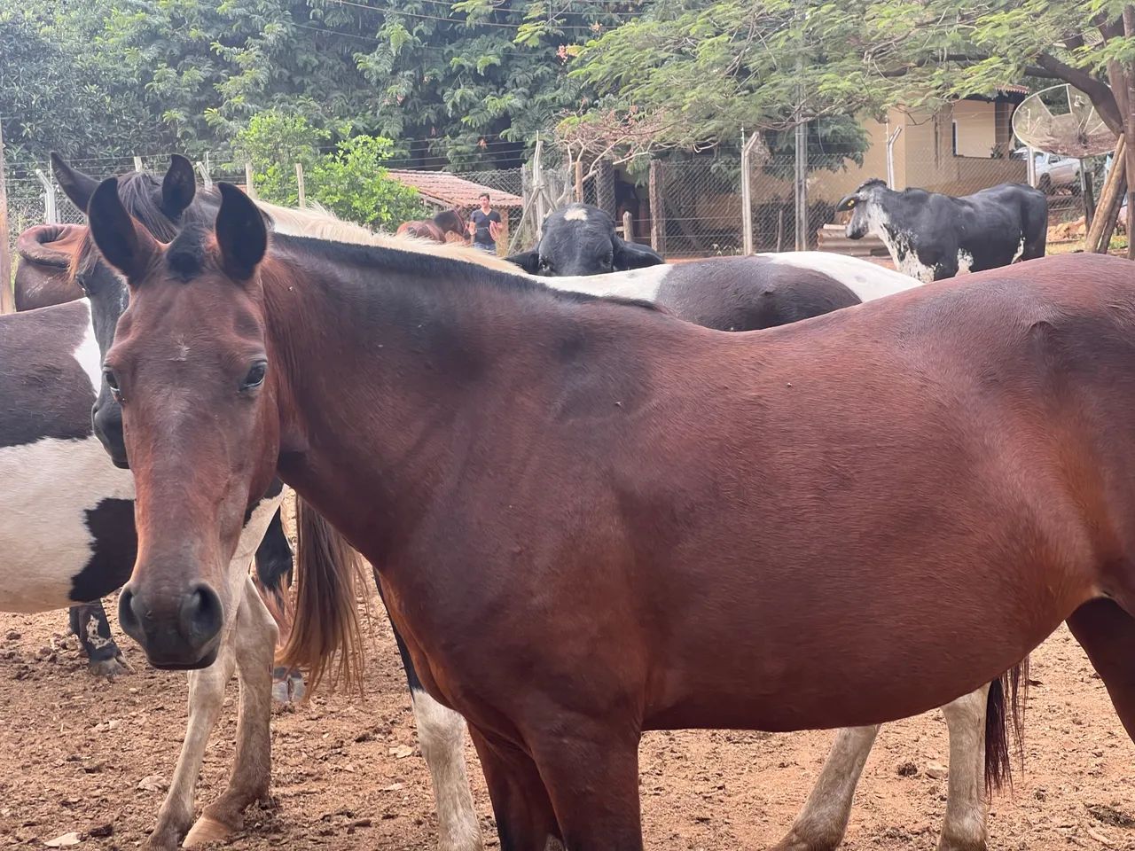 Égua castanha  - Foto 3