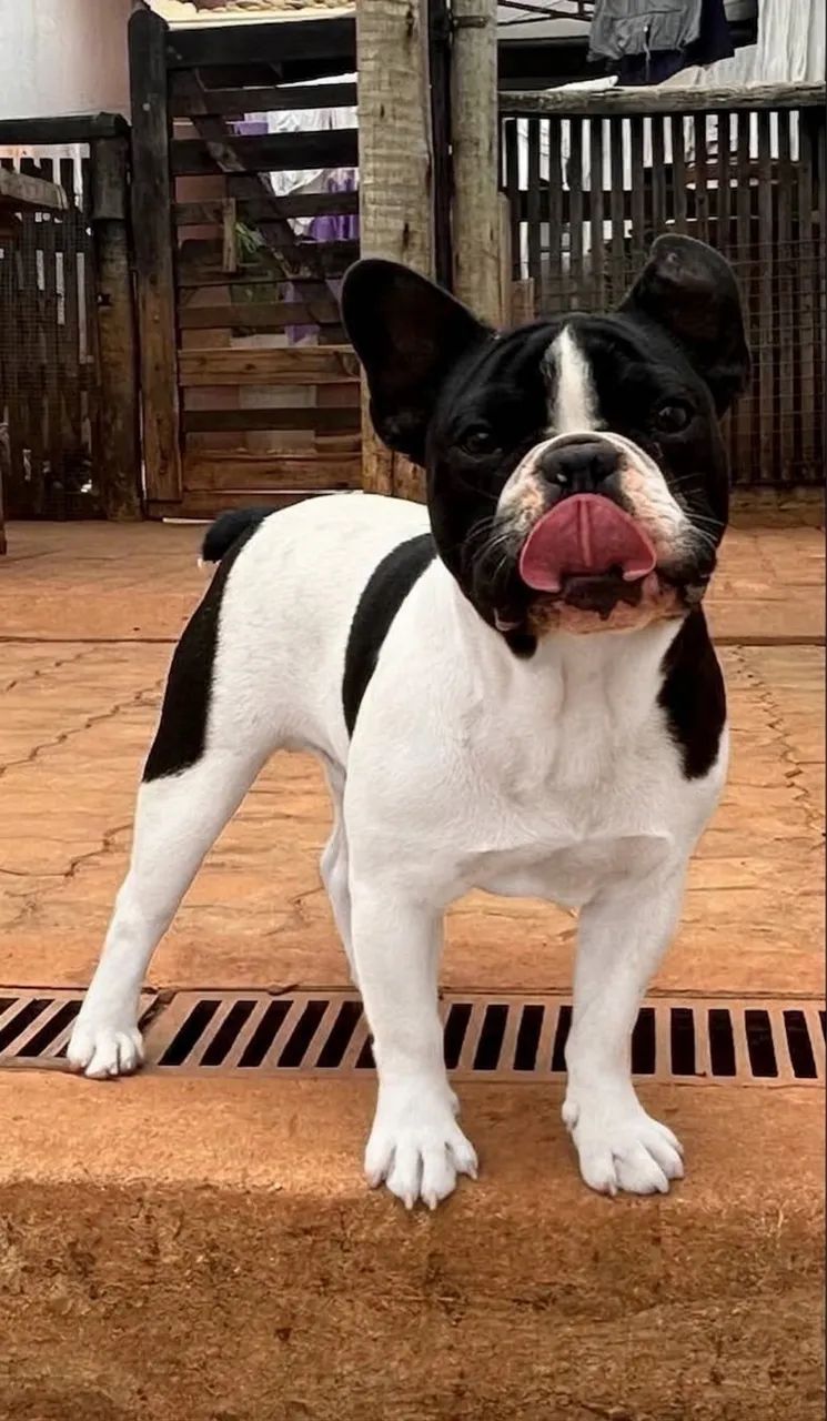 Buldog francês  - Foto 3