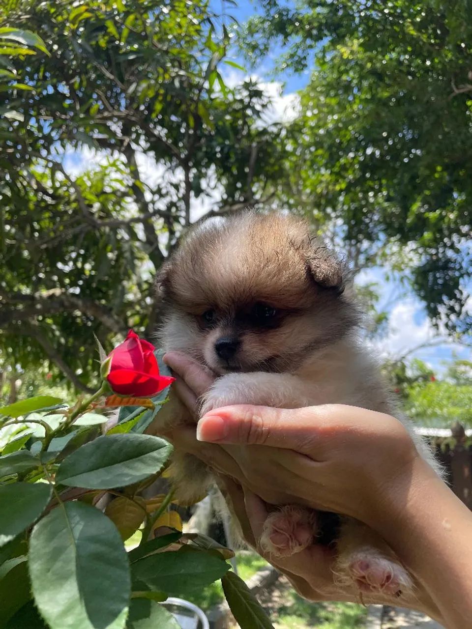 Lulu da Pomerânia filhotes Pronta Entrega - Foto 3