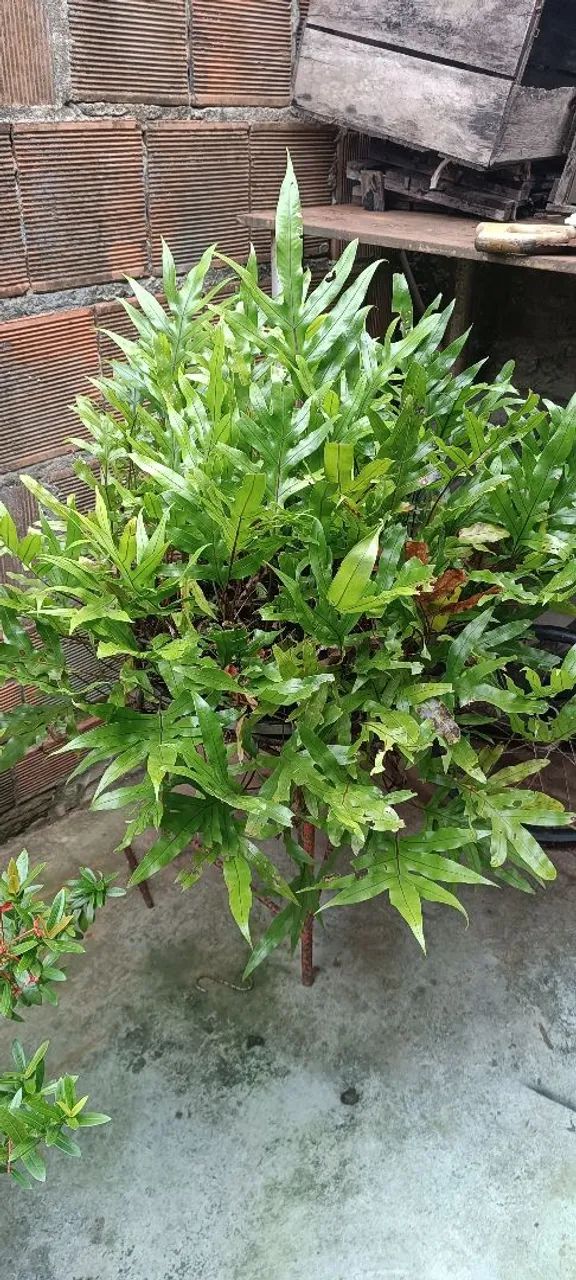 Plantas  - Foto 2