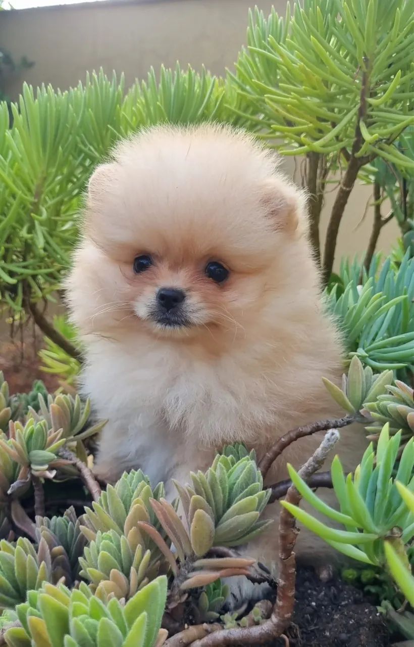 [-; lindos Spitz alemão anão com vacina importada [-;