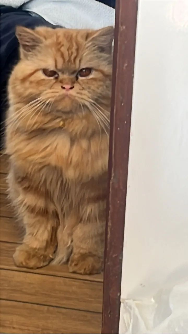 Gato persa  - Foto 2