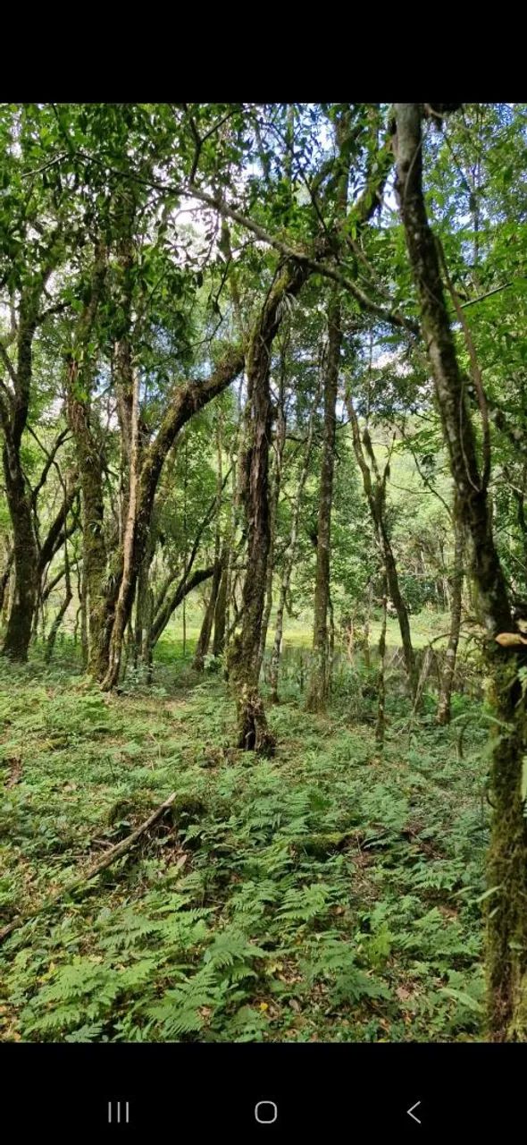 Trabalhamos com Roçadas e jardinagem - Foto 5
