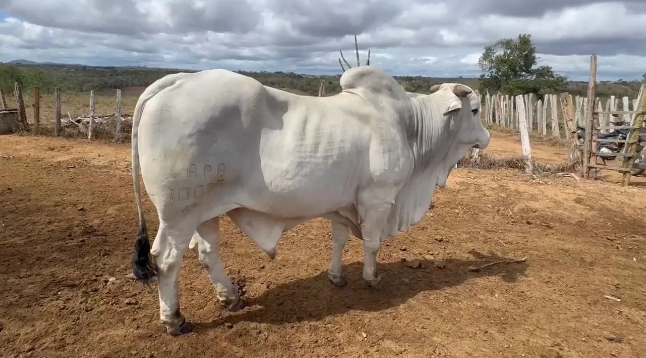 BOI NELORE PO A VENDA!!!! - Foto 2
