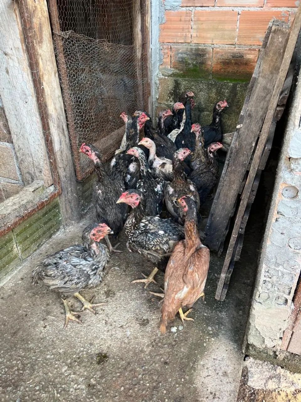 Lote da galinhas indias... - Foto 2