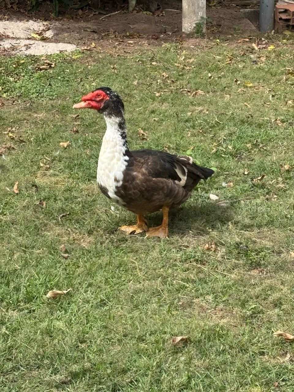 Patos  - Foto 3