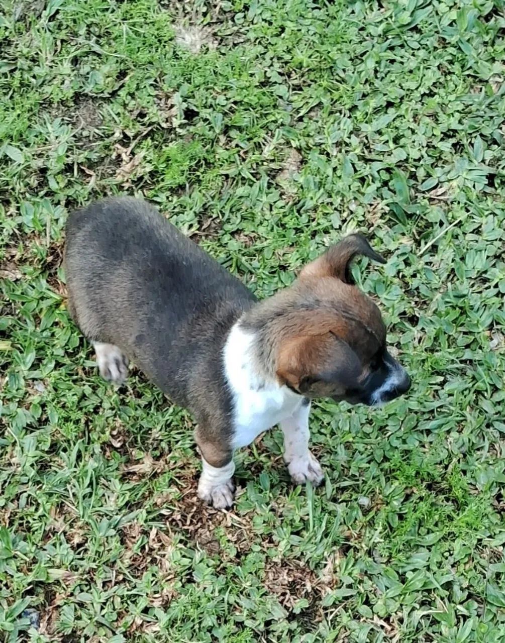 Cachorro  - Foto 4