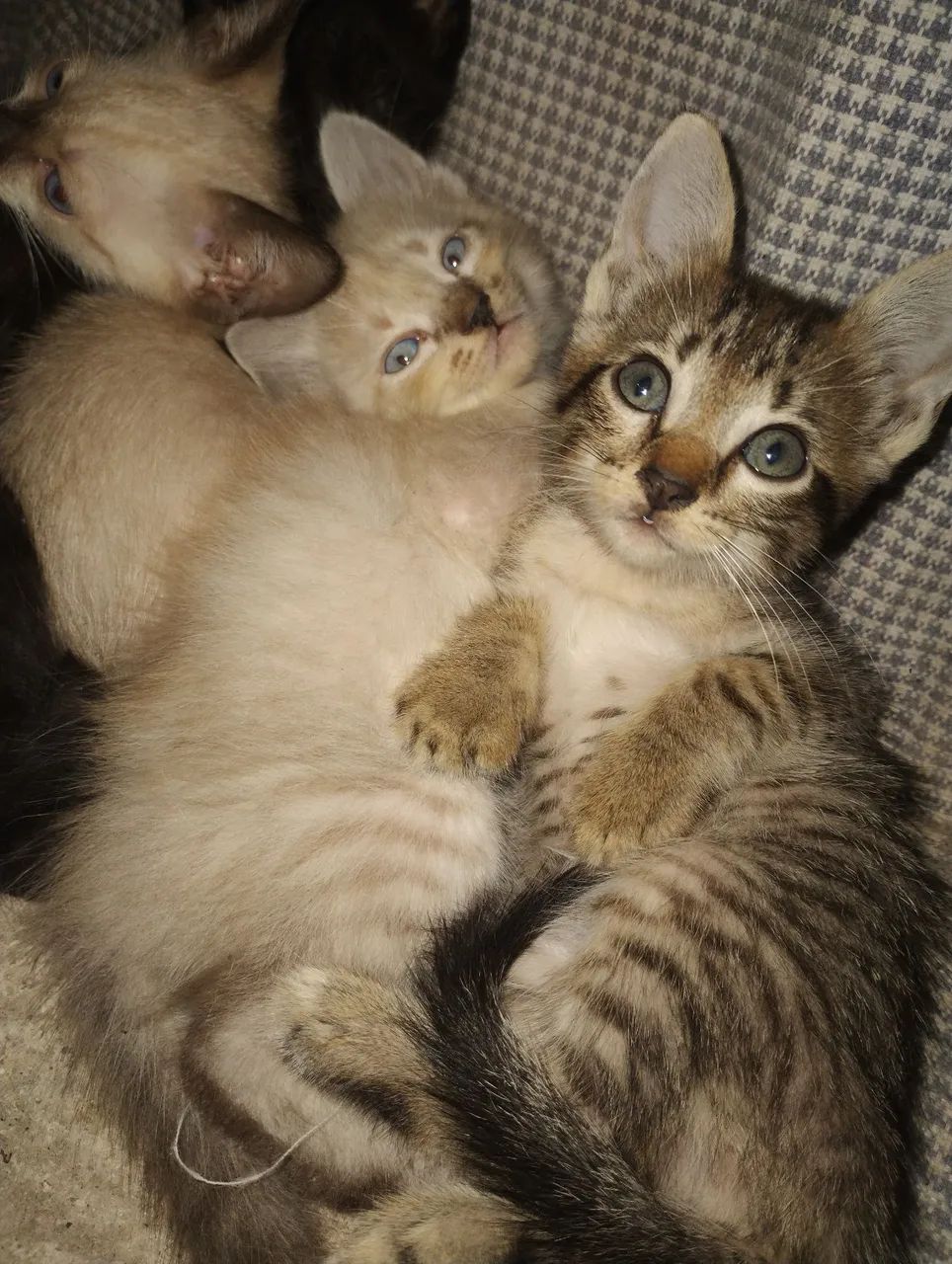 Gatos - Foto 5