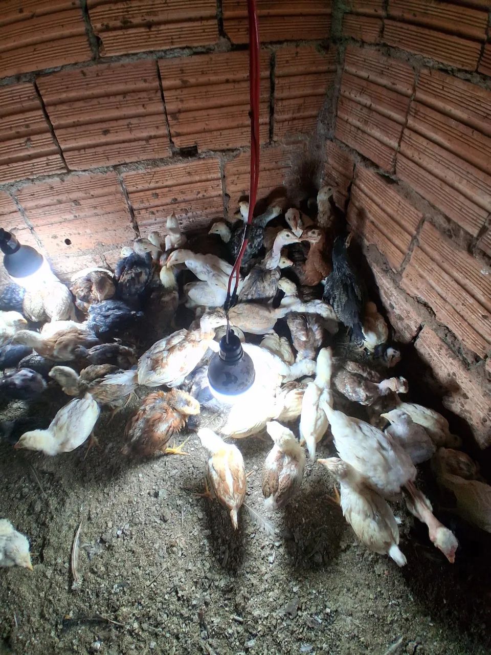 Lote de pintinhos Caipira 